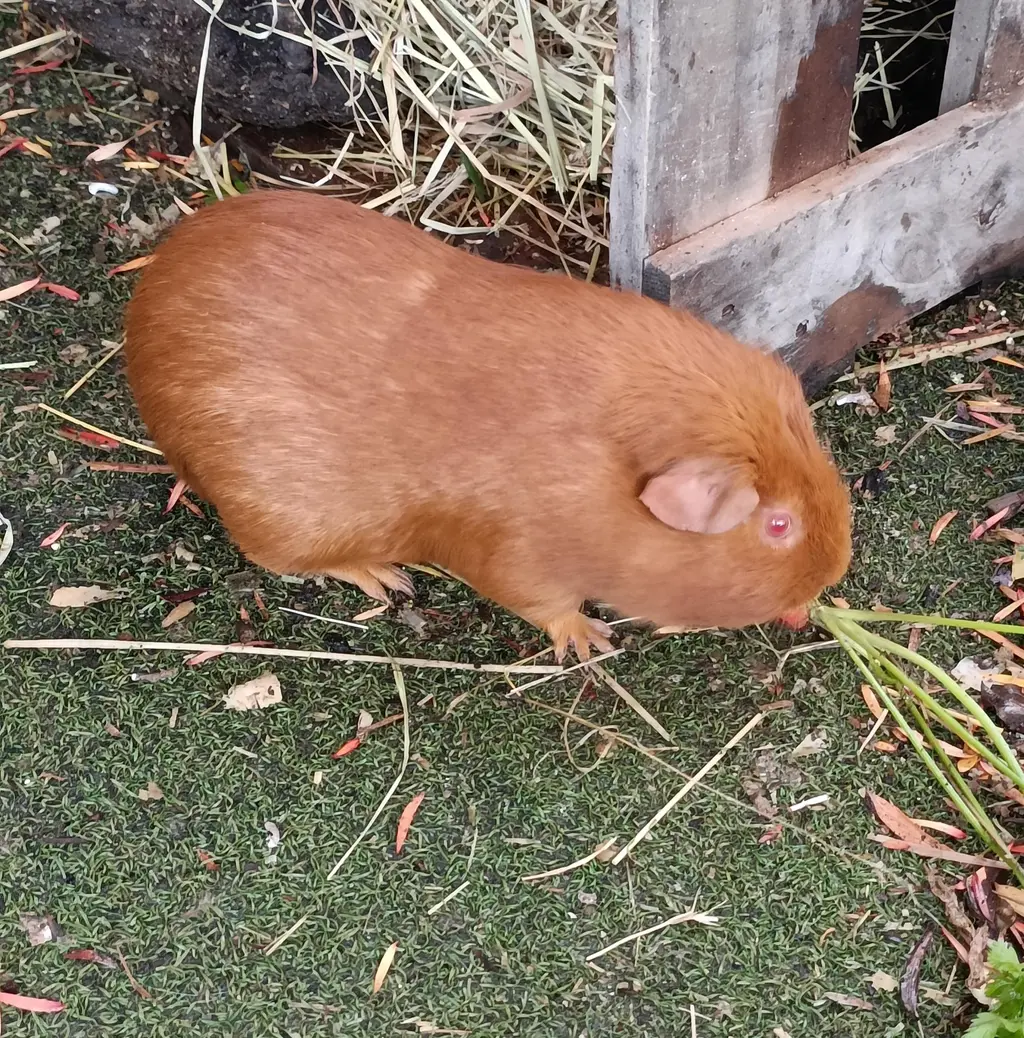 Harmony Haven guinea pig Ginger