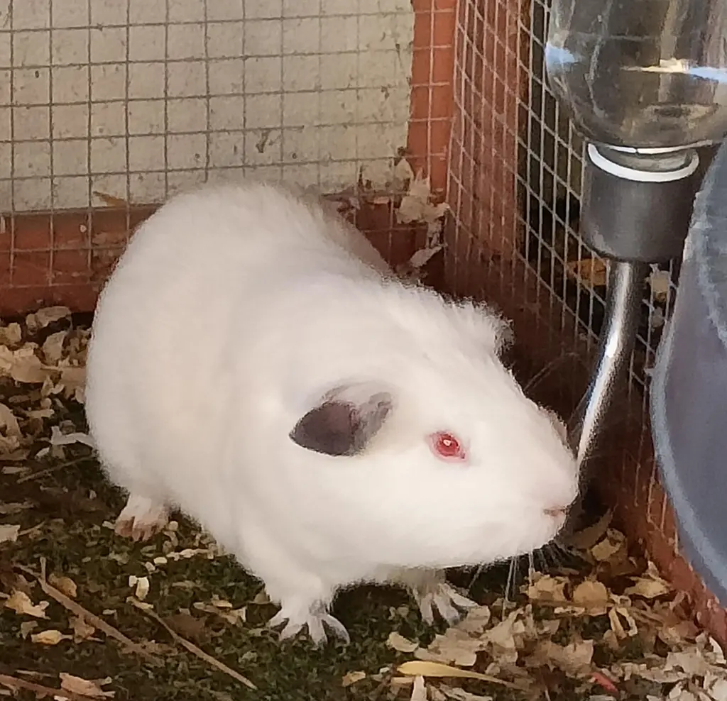 Harmony Haven guinea pig Snow White